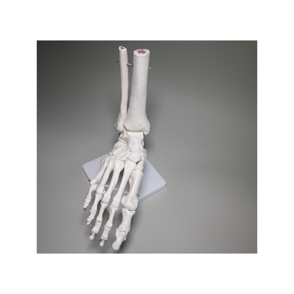 Foot skeleton