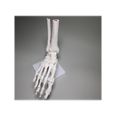 Fuß-Skelett mit Ständer