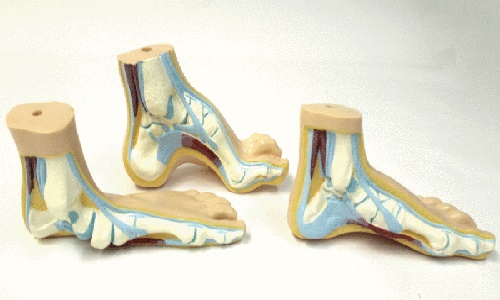 Anatomical Foot Set
