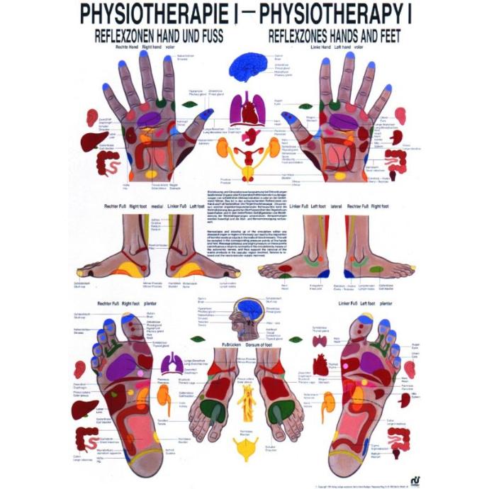 Panel "reflex zones hand and foot"